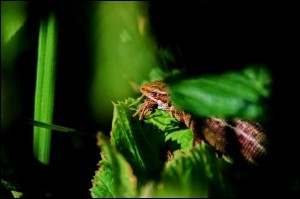 Common lizard eating a spider - Saut Hutabarat