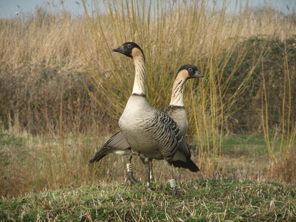 AUS and AXA in 2011 in the Tundra pen.