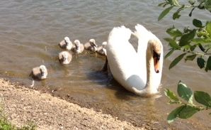 Mute swan and cygnets hatched in May