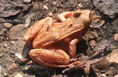 Golden Common Frog - Nick Oliver