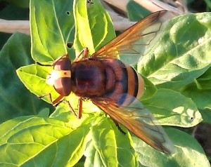 Hoverfly Volucella zonaria - Nick Oliver