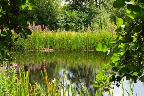 Wildside Pond at WWT London Wetland Centre