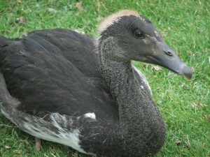 Youn magpie goose with fluffy mohican!