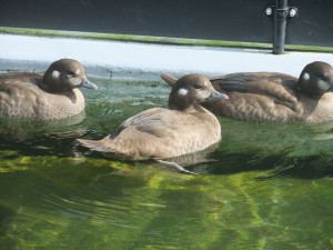 1:2 ratio of young Harlequin duck