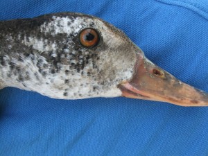 A white-winged duck eye changing colour