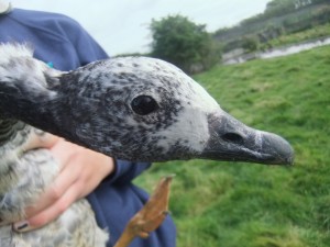 A juvenile female Emperor goose