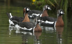 At 6.5 weeks Red-breasted goslings almost had adult markings