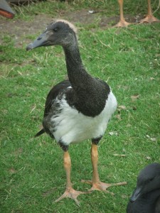 A juvenile Magpie goose