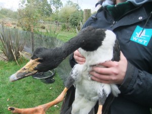 A female adult Magpie goose in hand