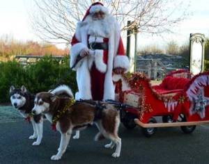 Father Christmas and the huskies
