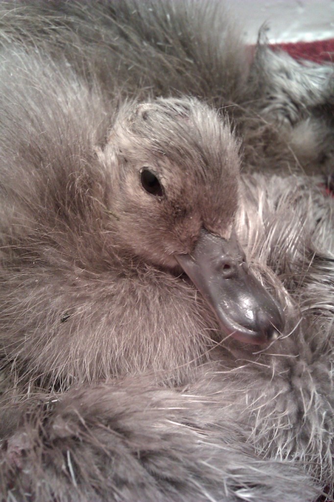 1 of the 6 Freckled duck ducklings poking out of the huddle!