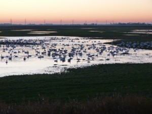 Swans on new wetlands by Leigh Marshall