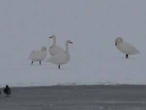 Whooper swans in snow