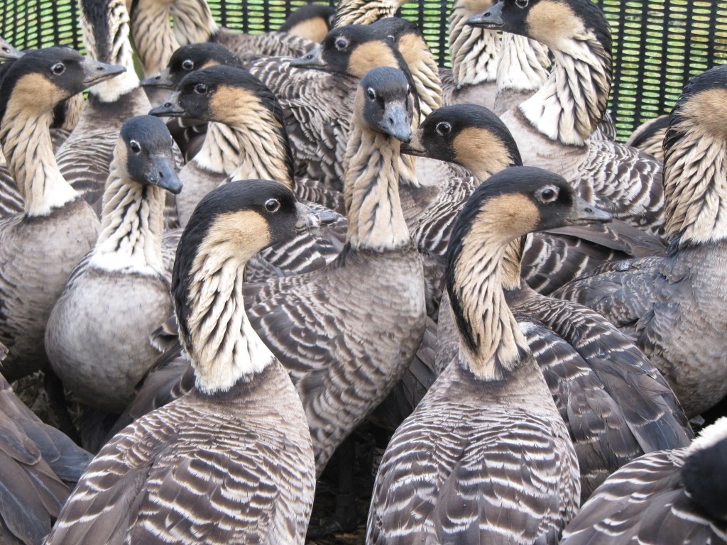 Nenes in the catching corral.