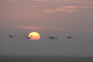 Swans at sunrise by Susie Haynes