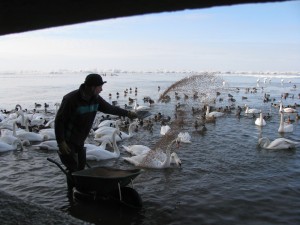 Our Grazier, Graham, feeding the swans