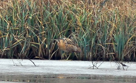 Bittern at WWT Arundel