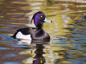 Tufted duck by David Howarth