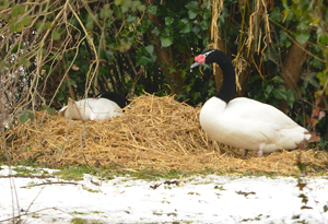 Laura & Arnie on there nest in the snow