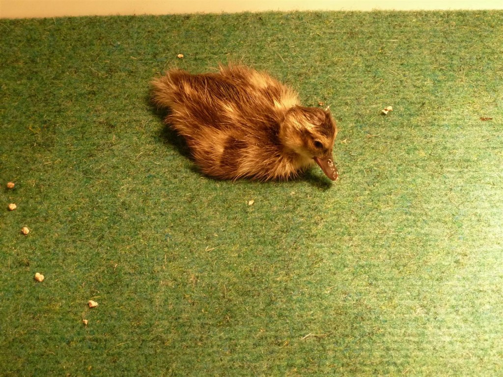 Cape shoveler duckling