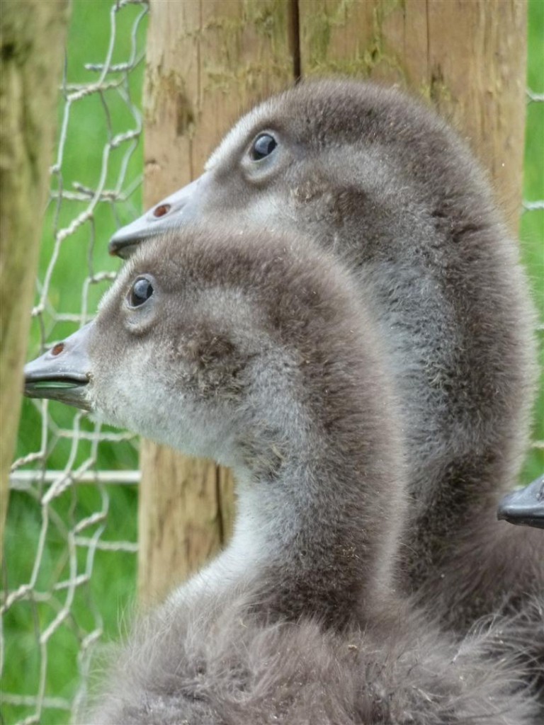 Nene predator watching