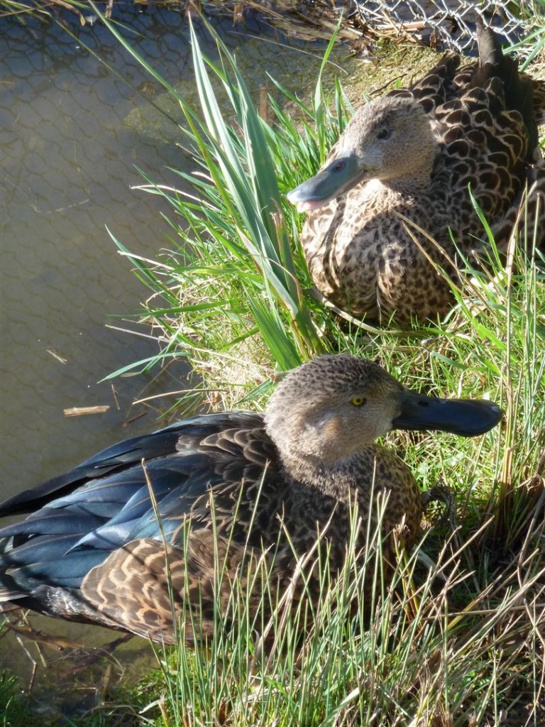 Cape shoveler pair