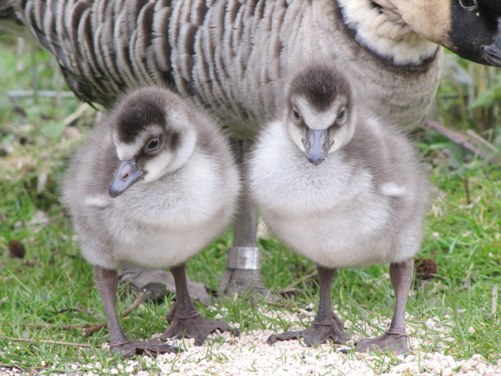 2 Nene gosling Slimbridge BBZ BAX