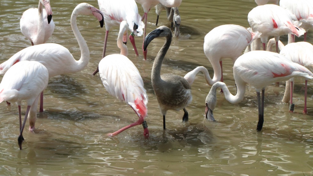 All pile in! Greater flamingos foraging around the edge of Flamingo Lagoon.