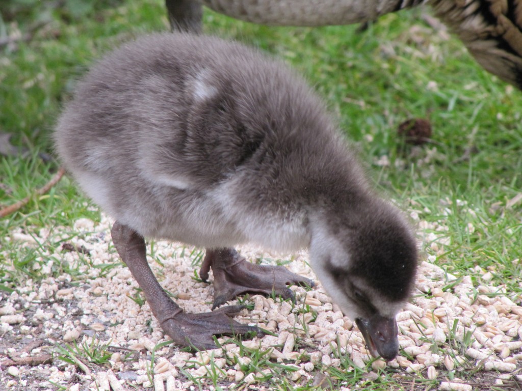 Nene gosling Slimbridge BBZ BAX