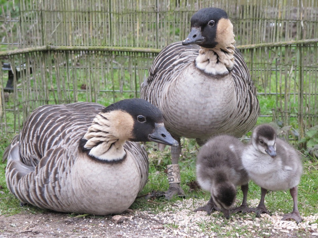 BBZ and BAX Slimbridge with goslings