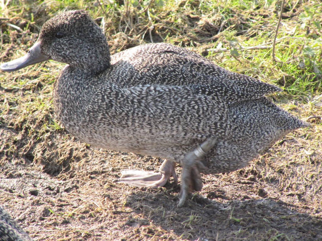 A very heavy Freckled duck female.