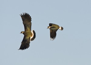 Lapwing by Chris Knights