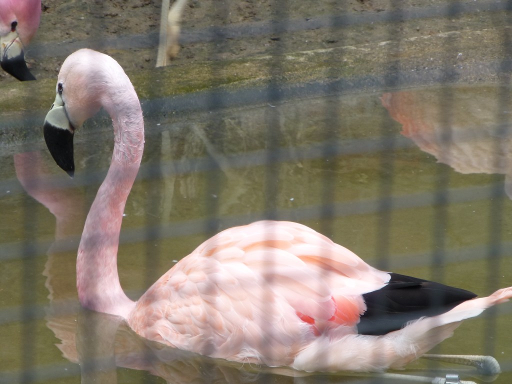 A juvenile Andean flamingo at Zoo Berlin goes for a paddle.