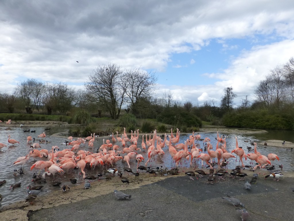 The South American Pen is a pinker place when the duck feeding barrow has been through!