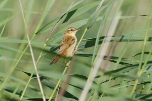 Sedge warbler on reeds James Lees
