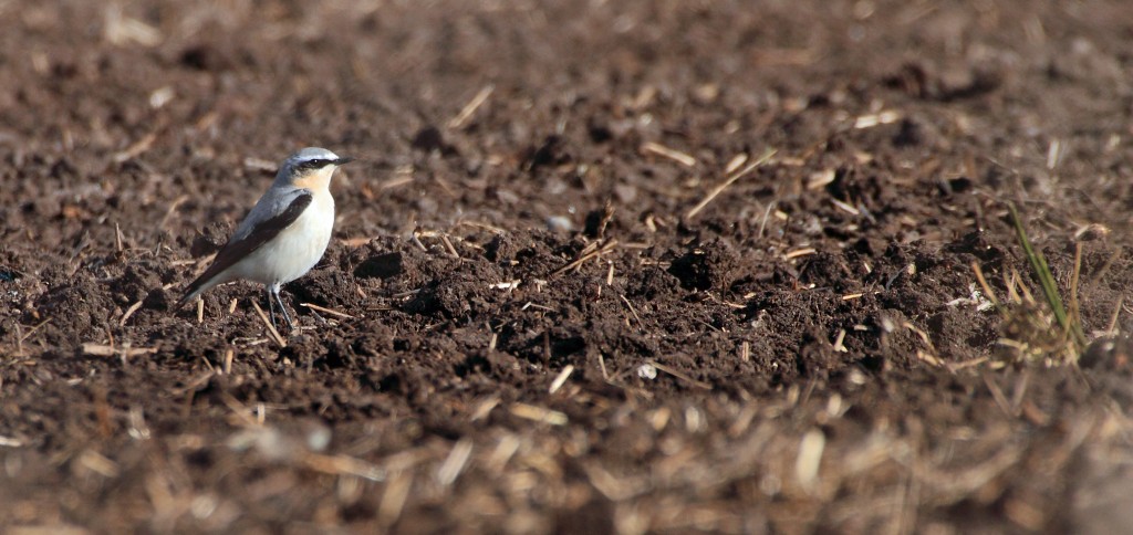 Wheatear-IMG_0476