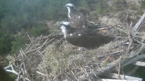 ospreys on nest 100413b