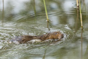 Water vole mom made at least three return trips gently gripping the babies in her jaws.