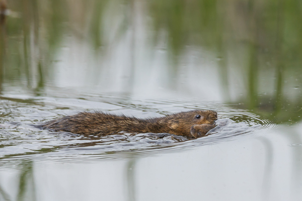 Water vole mother carries her youngster in her mouth while swimmingthrough the reedbed.