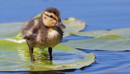 Mallard duckling on lilypad