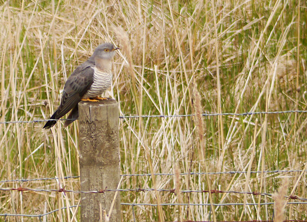 First Cuckoo of the year at WWT Martin Mere