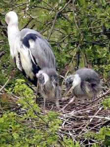 Grey heron chicks on a nest (N.B. a little older than our current ones!)