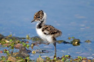 Lapwing chick - Mike Caiden