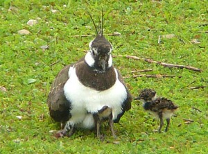 Lapwing with chicks underneath - Mike Caiden