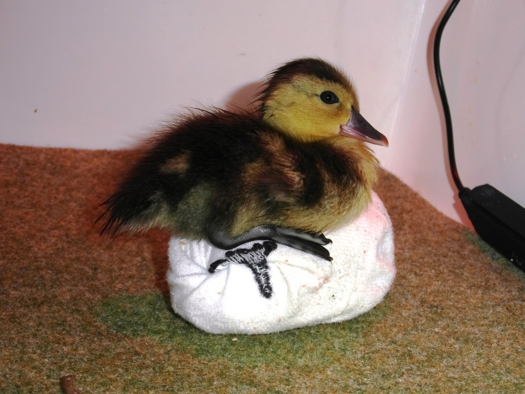 Madagascar pochard duckling and sock friend (c) Roland Digby