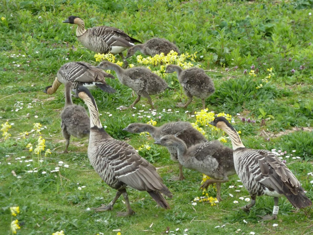 Nene release