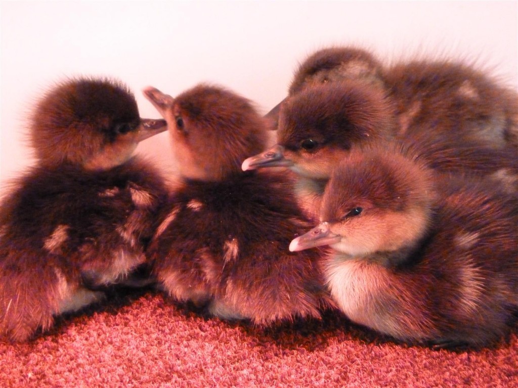 Hooded Mergansers freshly hatched.