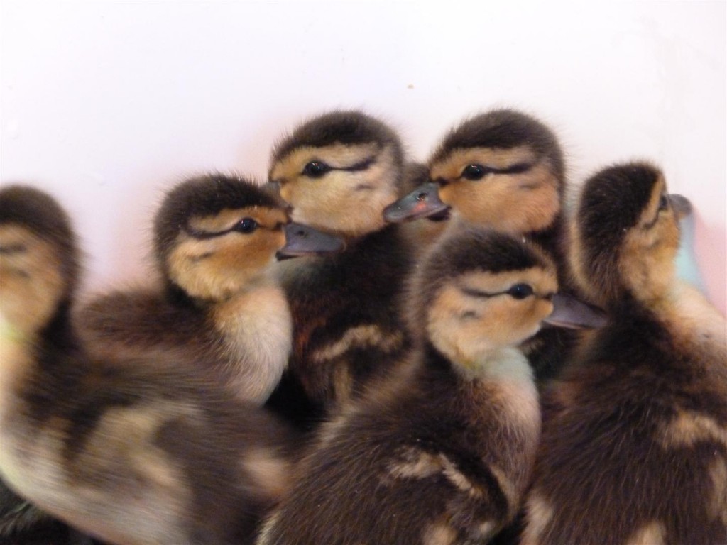 A fine clutch of 7 Yellowbill.