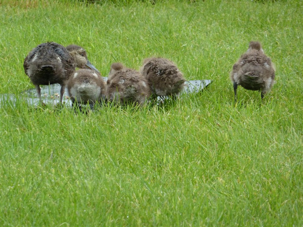 Cape shov and friends