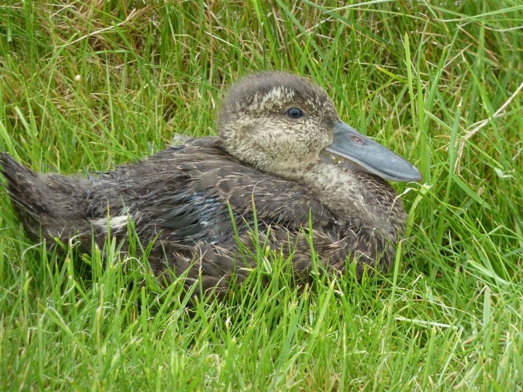 Cape shov juvenile